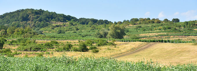Pezinské vinohrady