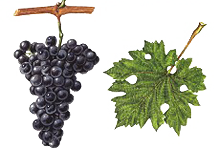 Cabernet Sauvignon