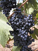 Cabernet Sauvignon