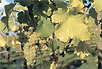 Chenin blanc